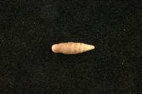 藏品(似謝氏煙管蝸牛)的圖片